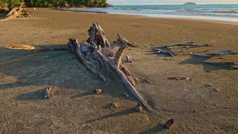 Large Coastal Tree Trunks Destroyed by Ocean Waves Stock Footage 340242956