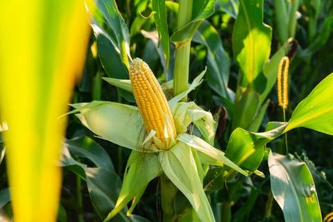 A large cobs of yellow corn. Ripe sweet yellow corn. Stock Photos