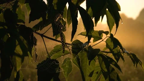 Large cobweb on a branch. Green grass in the sun. Stock Footage 171409225