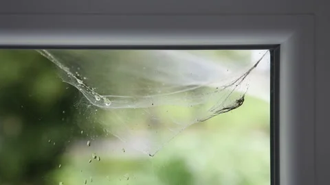 Large cobweb on a metal-plastic window Stock Footage 246320900