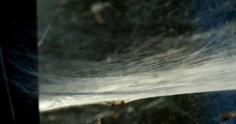 Large cobweb moving in breeze Stock Footage 113175904