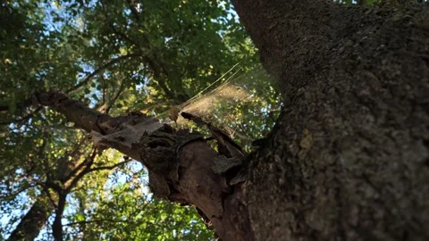A large cobweb on a tree glistens in the sunlight.  Stock Footage 284039286