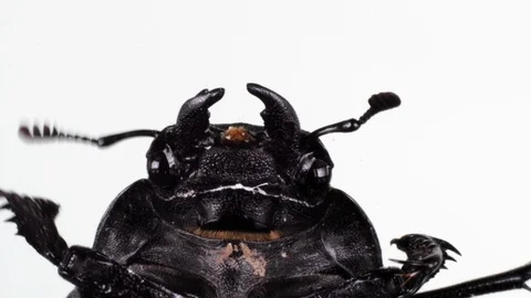 Large cockchafer head on white background. Active moving its legs. Macro 스톡 동영상 109423636