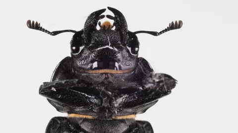 Large cockchafer head on white background. Bug open suddenly scary jaws. Macro Video stock 109423940