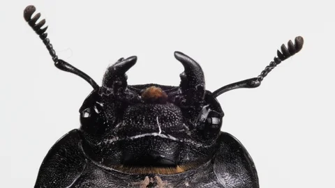 Large cockchafer head on white background. Bug, insect. Extra close up, macro Video stock 109424012
