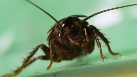 Large cockroach active moving its antennae, antenna, palps. Macro Vidéo 103485090