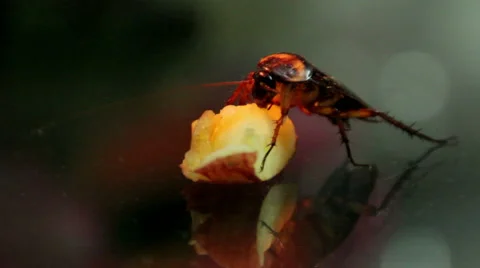 Large cockroach chews a piece of apple Stock-Footage 44445570