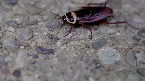 Large cockroach dirty disgusting insects. Pest control roach on the floor. Video stock 312845940