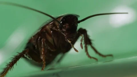 Large cockroach moving its antennae, antenna, palps. Macro Stock Footage 103484793