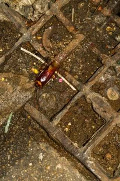 Large cockroach in Thailand Stock Photos
