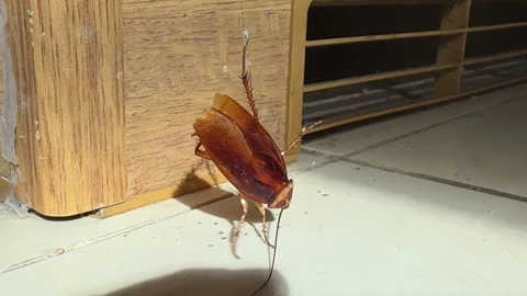 Large Cockroach Trapped In Spider Web Struggling To Escape 库存影片 336388175