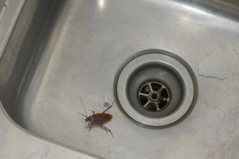 Large Cockroach Walking Over A Kitchen Sink Stock Photos