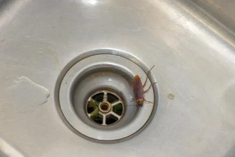 Large Cockroach Walking Over A Kitchen Sink Drain Stock Photos
