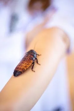 A large cockroach walking on a persons arm during a science event in a clas.. Fotos de archivo