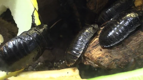 Large cockroaches on a stone Stock Footage 88558068
