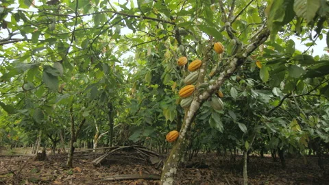 A large cocoa tree with ripe pods ready to be harvested, in Ivory Coast Stock Footage 220794252