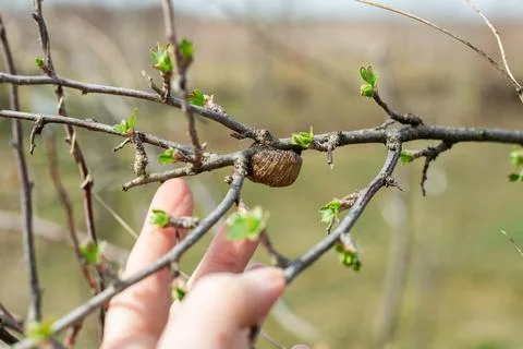 A large cocoon on a branch of a fruit tree in spring. A mantis nest with a .. Фото