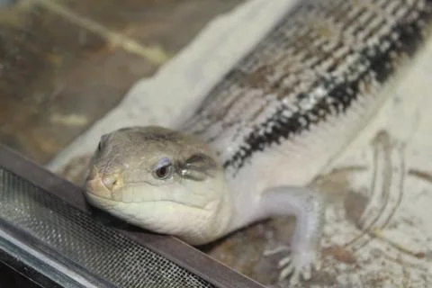 A large cold-blooded lizard Stock Photos