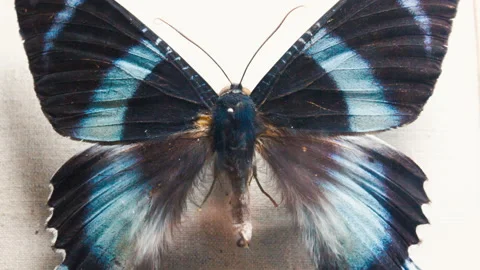 Large Collection Of Butterflies Is Quickly Demonstrated In The Clip Stock Footage 144286979