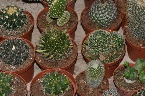 A large collection of ca tuses. Different types of cacti and succulents Diffe Stock Photos
