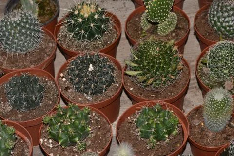 A large collection of ca tuses. Different types of cacti and succulents Diffe Stock Photos