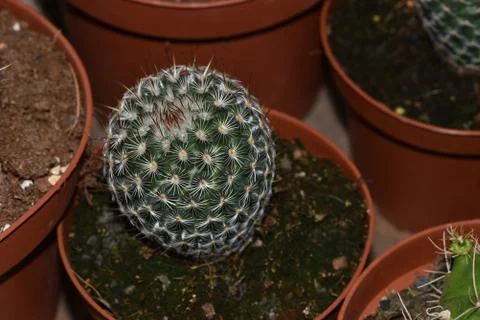 A large collection of ca tuses. Different types of cacti and succulents Diffe Stock Photos