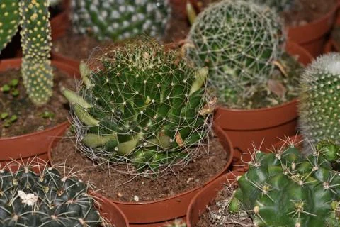 A large collection of ca tuses. Different types of cacti and succulents Diffe Stock Photos