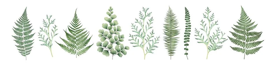 Large collection of floral elements isolated on white. Watercolor illustratio Stock Illustration