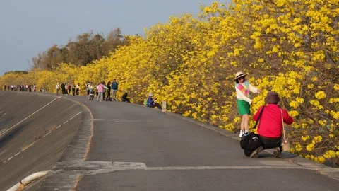 Large collection of  instagram   model  on the golden flower sea embankment. Stock Footage 281332735