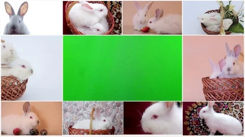 Large collection of rabbit, pet and exotic, in different position, Isolated on Stock Footage 103088355