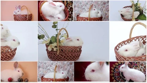 Large collection of rabbit, pet and exotic, in different position, Isolated on Stock Footage 103088448