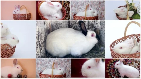 Large collection of rabbit, pet and exotic, in different position, Isolated on Stock Footage 103088489