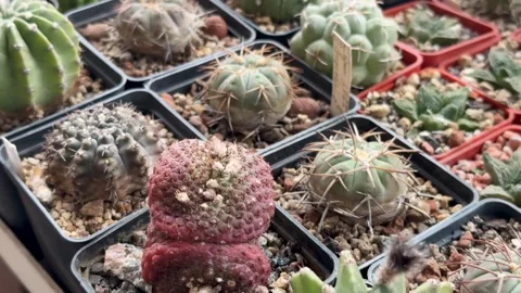 Large collection of rare cacti Stock-Footage 311395315