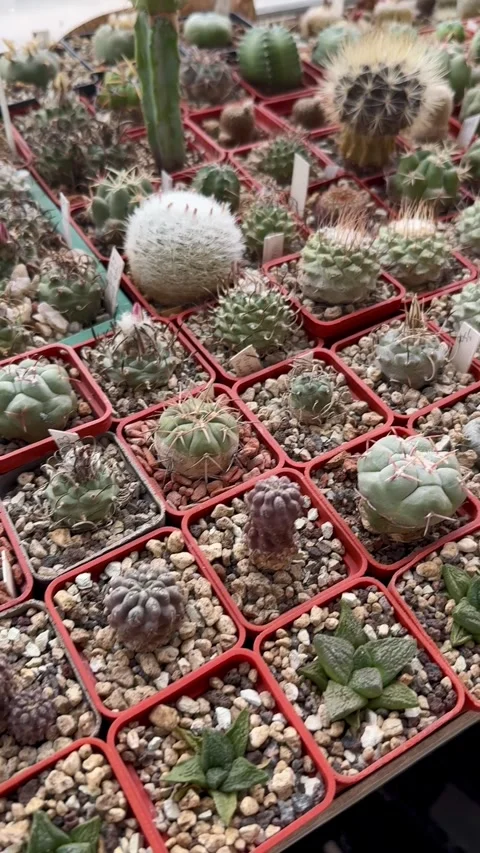 Large collection of rare cacti Stock Footage 311395316