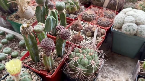 Large collection of rare cacti Stock Footage 311395317