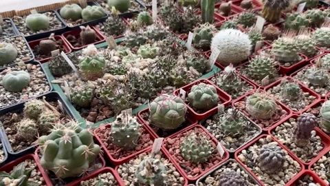 Large collection of rare cacti Stock Footage 311395318