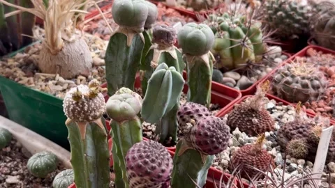 Large collection of rare cacti Stock Footage 311395323
