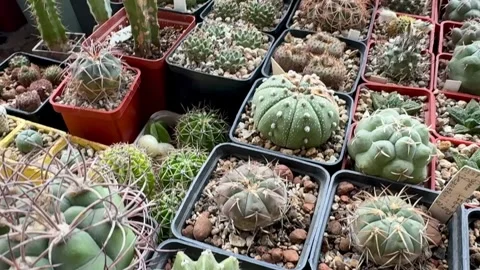 Large collection of rare cacti Stock Footage 311395324