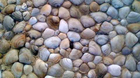 A large collection of sea shells neatly organized in a tight pattern. Stock Footage 99166446