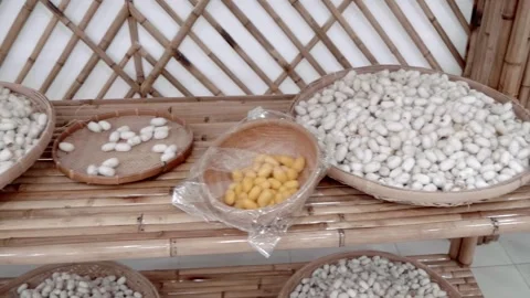 A large collection of white silkworm cocoons closed and opened with scissors Stock Footage 333349590