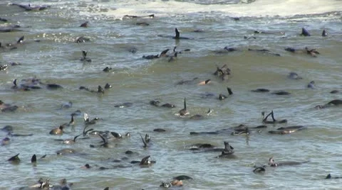 Large collony of seals in the sea Stock Footage 12146706