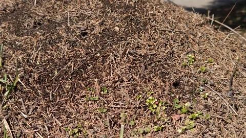 A large colony in an anthill Stock Footage 330639144