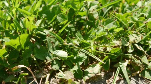 A large colony of ants on a farm plot. Ants with wings during the mating season. Vídeos de archivo 146910056