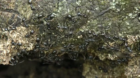 Large colony of ants on tree bark close-up Stock Footage 330676915