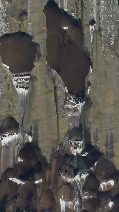 Large colony of Atlantic puffins perched on a cliff seen from a ferry, Westman  Stock Footage 336928524