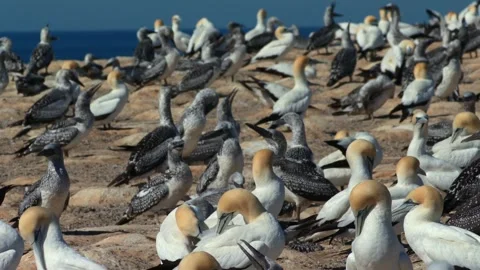A Large Colony Of Australasian Gannets At The Cape Kidnappers Gannet Reserve In Stock Footage 335019043