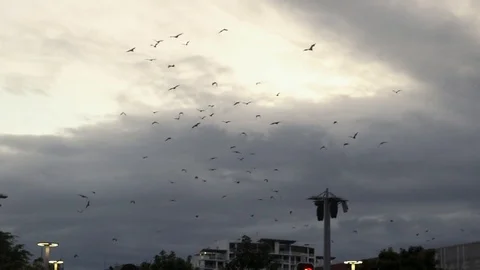 Large colony of bats flying across the evening sky in Noosa, Australia. Stock Footage 109474753