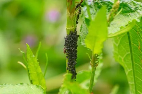 Large colony of black aphids infesting a green plant stem with a crawling ant 写真素材