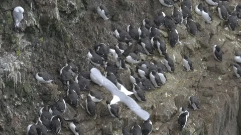 Large Colony of Common Murres Nesting on a Steep Rocky Cliffside in Iceland Stock Footage 339751766