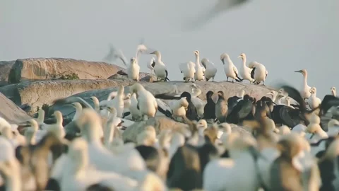 Large Colony of Gannets Nesting on Rocky Coastal Island Shoreline Stock Footage 342244456